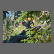 Glacier Park Sheep posters by TenLakesRealty Glacier Park Sheep posters