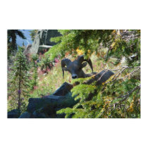 Glacier Park Sheep posters by TenLakesRealty Glacier Park Sheep posters