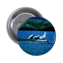 Glacous Winged Gulls Button