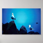 Glacous Winged Gulls Poster