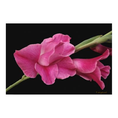 Glad Floral Poster by glo53bug