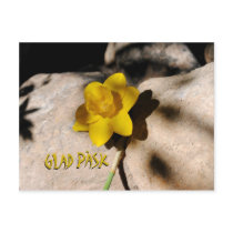Glad Påsk påsklilja Post Cards