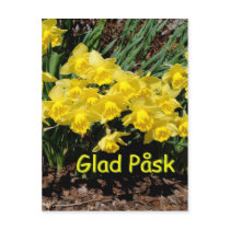 Glad Påsk påsklilja Post Card