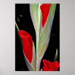 Gladiola  flowers print