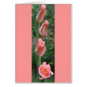 Gladiola Greeting/Note Card by wondersofwnc Gladiola Greeting/Note Card