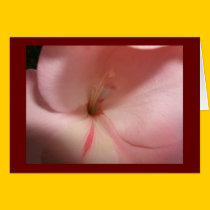 Gladiola Greeting/Note Card