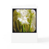 gladiola stems cards by kinymccarrick gladiola stems cards