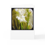 gladiola stems cards