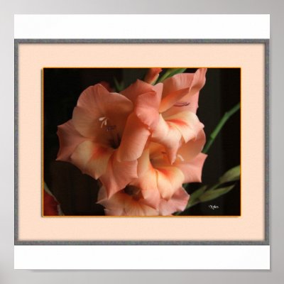 Gladiolas Posters by nhmgifts