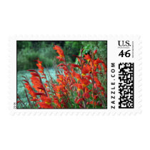 Gladioli Postage Stamps