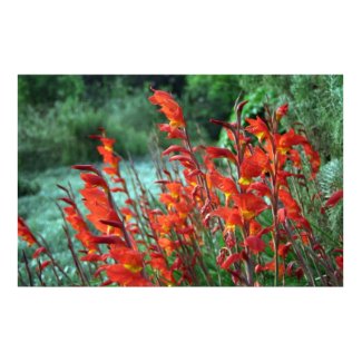 Gladioli print