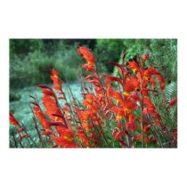 Gladioli posters
