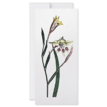 Gladiolus Angustus rack cards