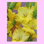 Gladiolus Flowers Postcard postcards