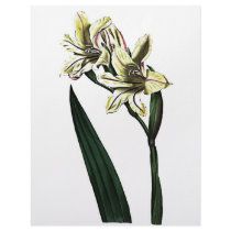 Gladiolus Milleri letterhead