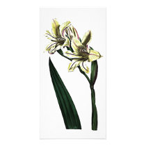 Gladiolus Milleri photo cards