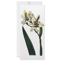 Gladiolus Milleri rack cards