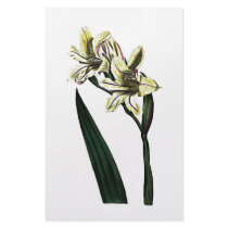 Gladiolus Milleri stationery