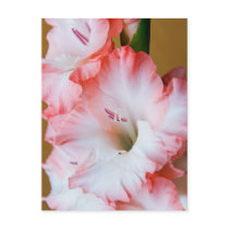 Gladiolus Postcard