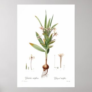 Gladiolus tubiflorus print