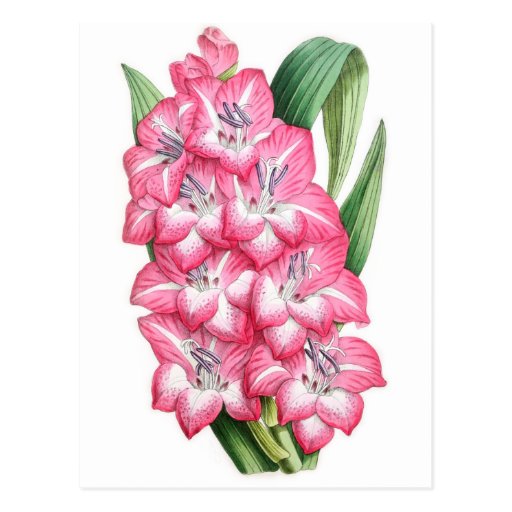 Gladiolus Ulysse Post Card