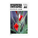 Gladolia's postage