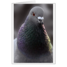 Glasgow Pigeon Card