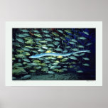 Glass Eel - Sea of Thailand Posters Glass Eel - Sea of Thailand Posters
