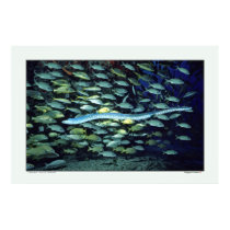 Glass Eel - Sea of Thailand Posters - Posters