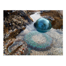Glass float and anemone postcards