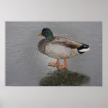 Glass Mallard Poster