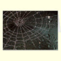 Glass Spider Web cards by estjohn Glass Spider Web cards
