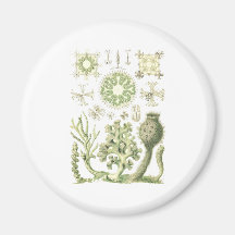 Glass sponges fridge magnets