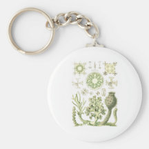 Glass sponges keychains
