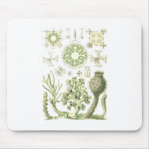 Glass sponges mouse pads