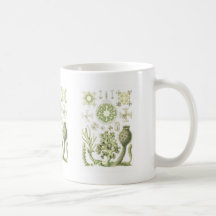 Glass sponges mugs