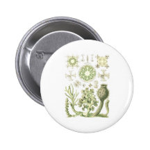 Glass sponges pins