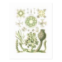 Glass sponges postcard