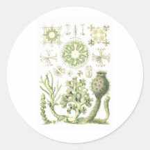 Glass sponges stickers