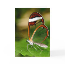 Glass Wing cards