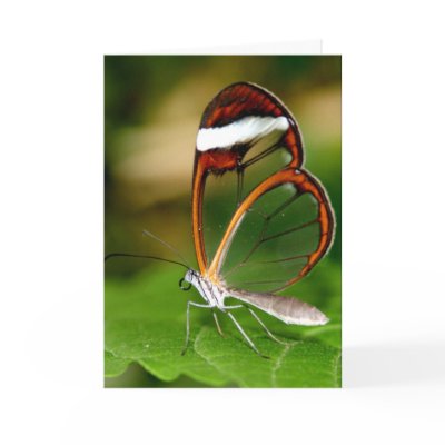 Glass Wing Card by bexasbox