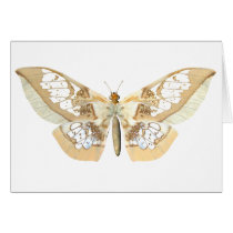GlassWing Butterfly Greeting Cards