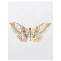 GlassWing Butterfly Flyer
