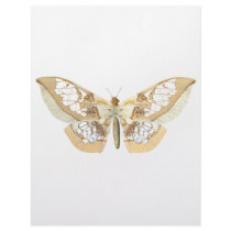 GlassWing Butterfly Customized Letterhead
