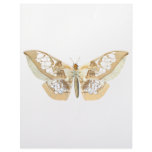 GlassWing Butterfly Customized Letterhead