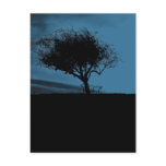 Glastonbury Hawthorn. Black and Blue. Tree. postcards