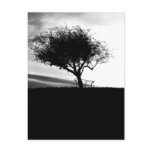 Glastonbury Hawthorn. Tree. Black and White. postcards