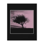 Glastonbury Hawthorn. Tree on Hill. Pink, Black. flyers