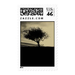 Glastonbury Hawthorn. Tree on Hill. Sepia Color. Postage Stamp