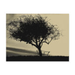 Glastonbury Hawthorn. Tree on Hill. Sepia Color. postcards